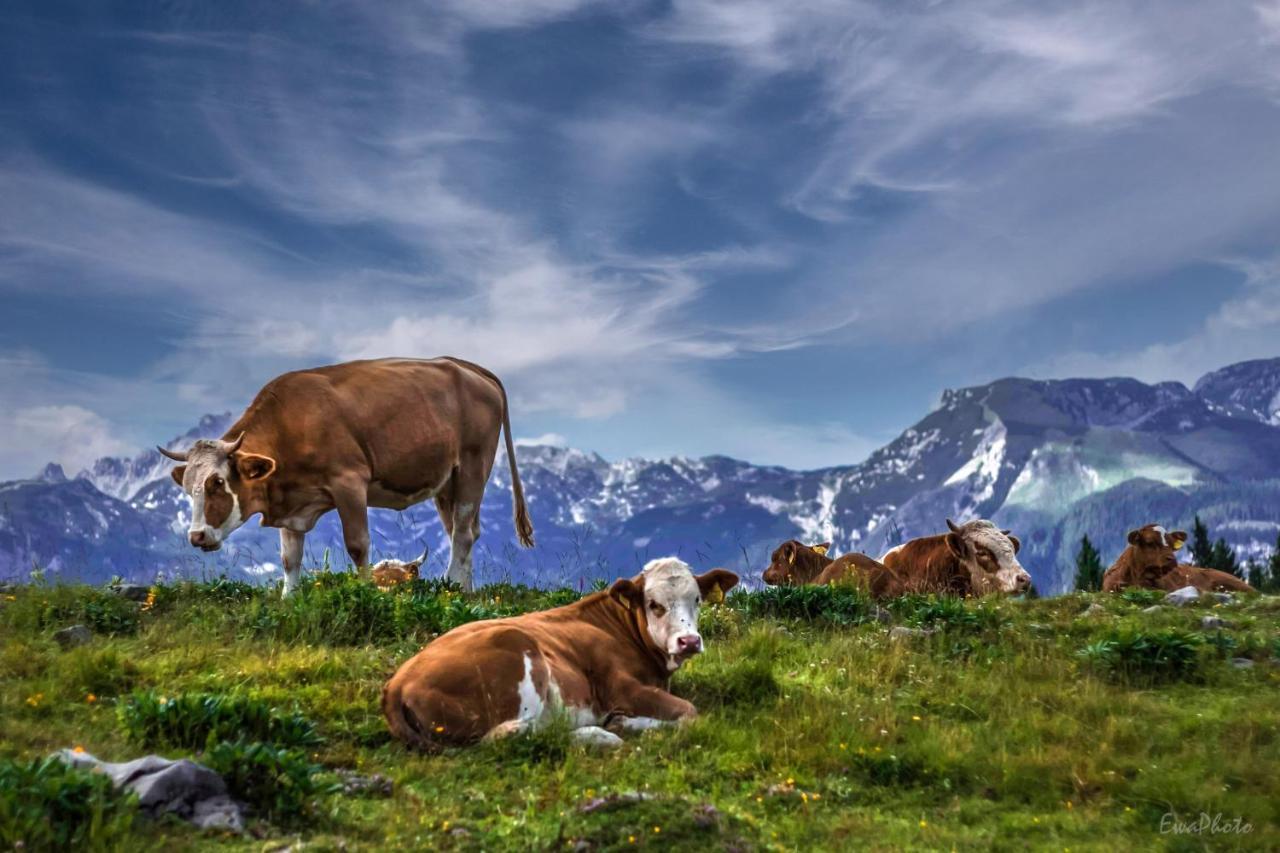 Koca Kronca - Velika Planina Stahovica Exterior foto