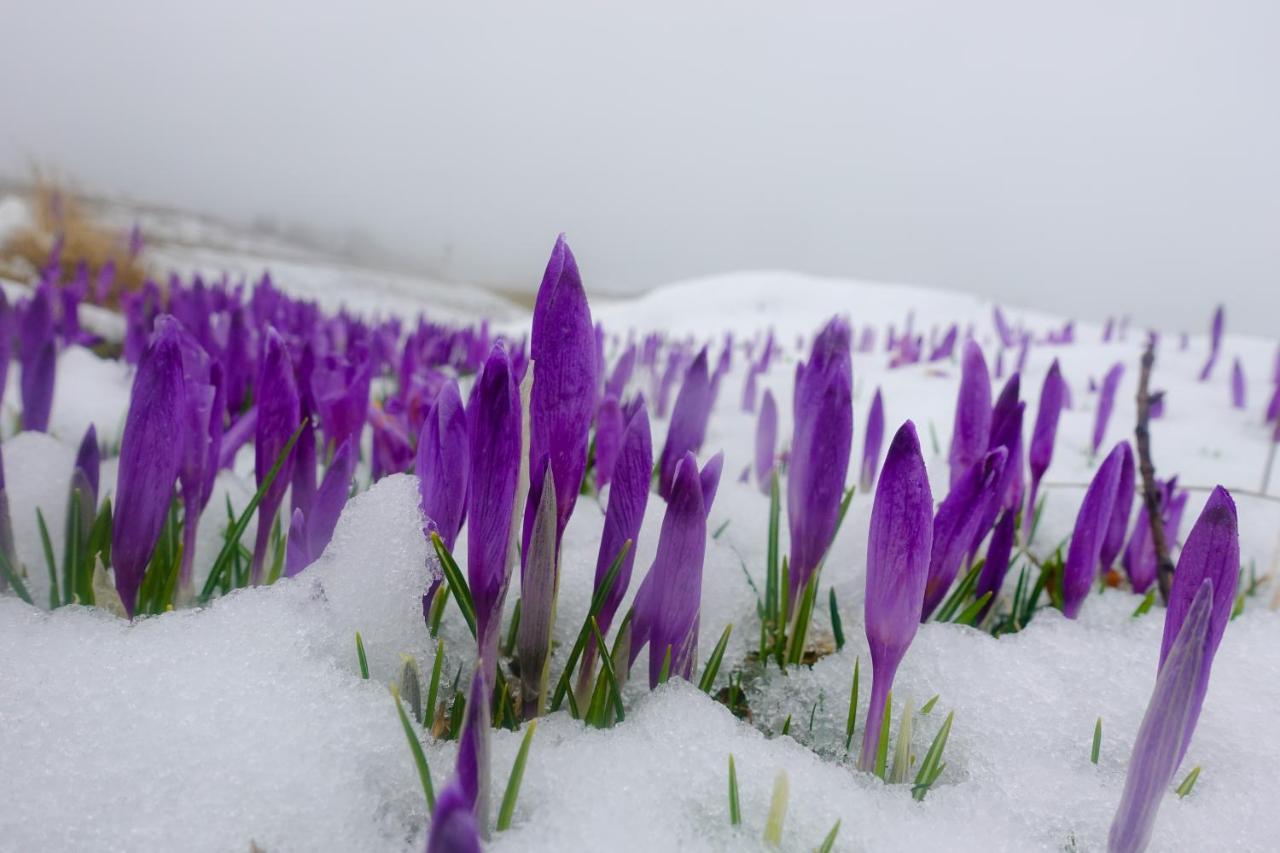 Koca Kronca - Velika Planina Stahovica Exterior foto